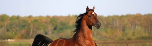 equine products Formafeed