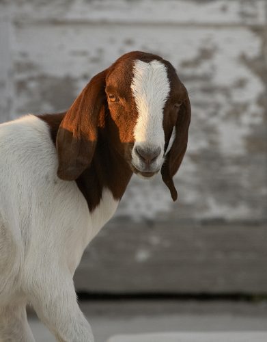 goat concentrate form-a-feed
