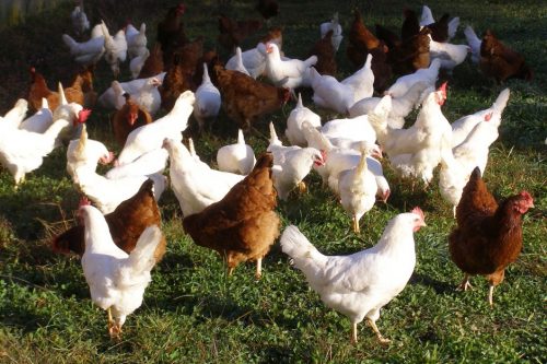 Chickens Form-a-Feed