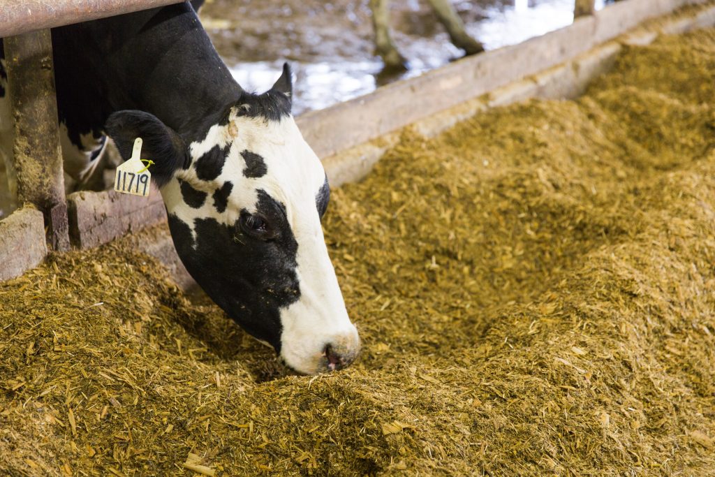 corn-silage-how-to-have-a-successful-season-form-a-feed