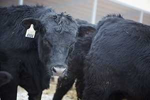 Form-A-Feed Beef Cattle