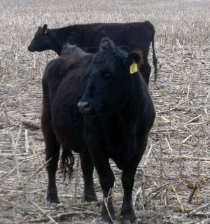 beef cattle field