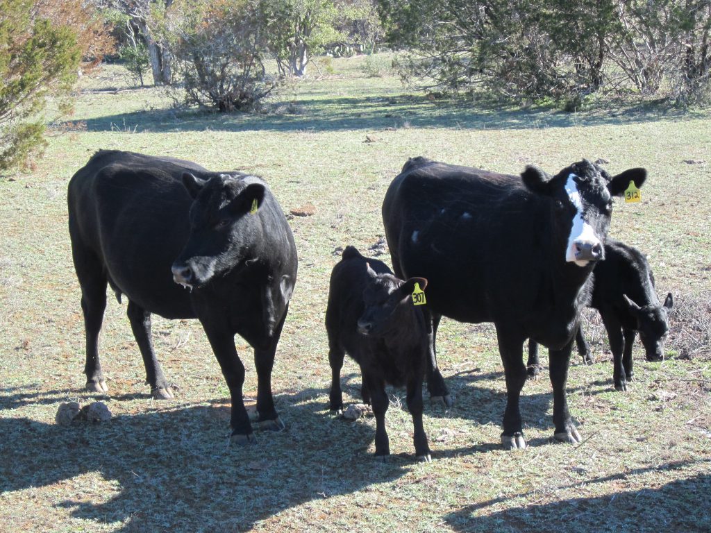 Proficient 16 Calf Creep B90 FormAFeed