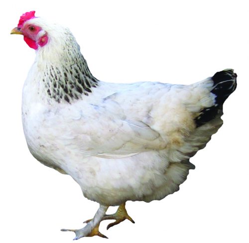 Layer Chicken