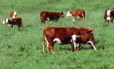 grass fed beef cattle