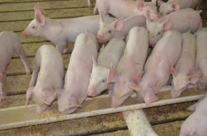 newly weaned pigs
