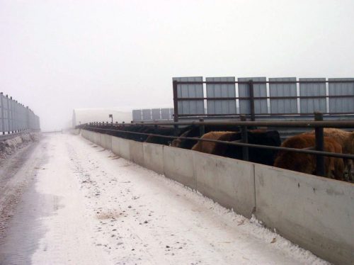 winter cattle feeding