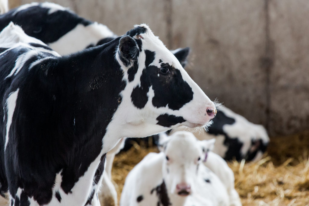 The Great Transition Turning Calves Into Functioning Ruminants Form