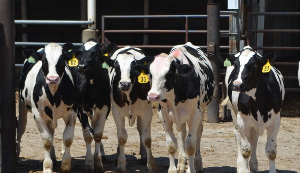 feeder steers FormAFeed