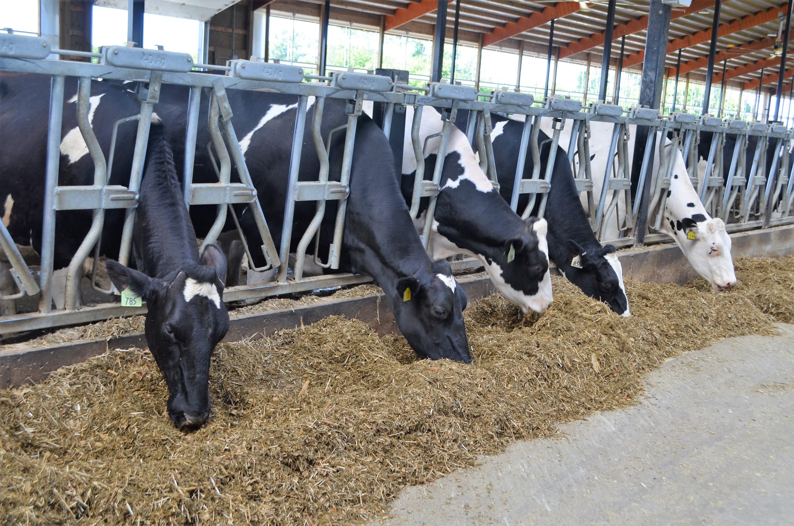 Protecting Your Feed Investment During Heat Events With TMR Stabilizer 