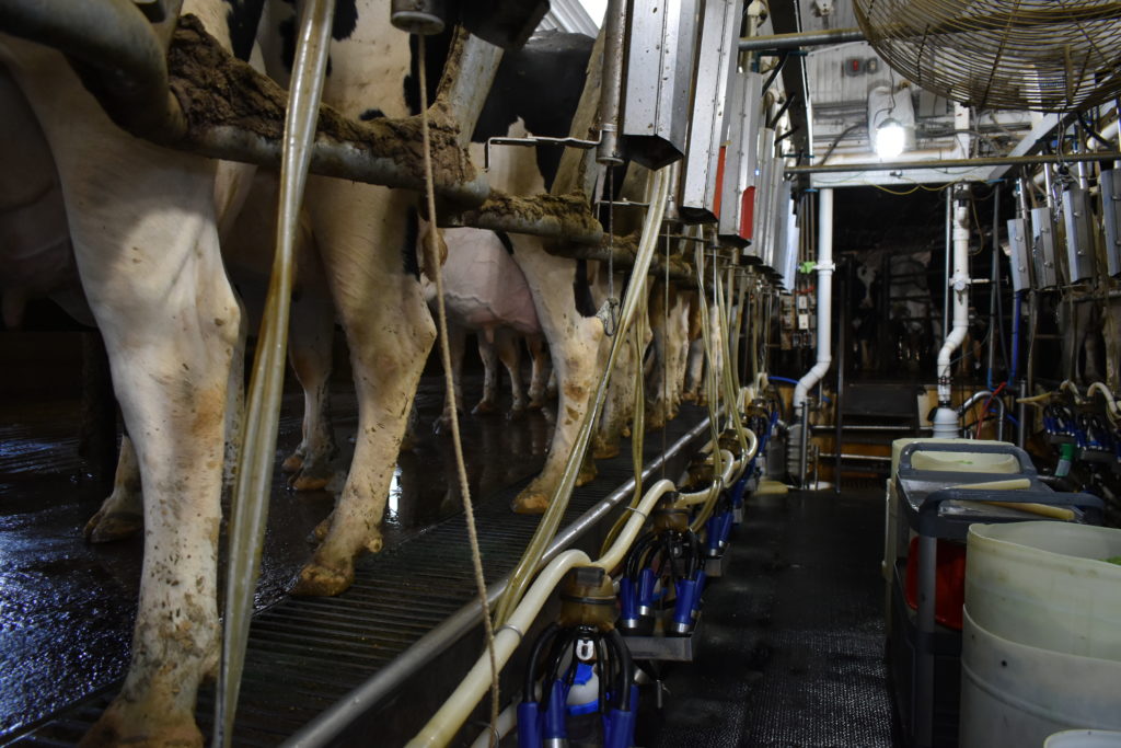 The Most Common Reasons Cows Get Mastitis - Form-a-feed