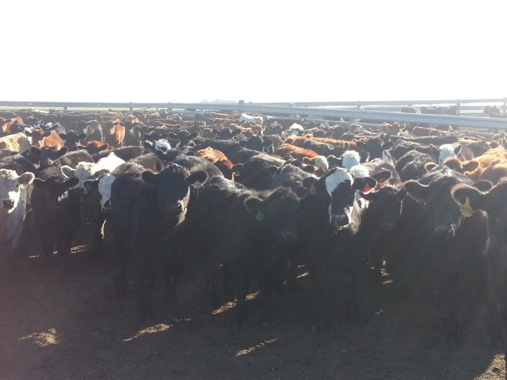 Starting Cattle The Profit is in the Details FormAFeed