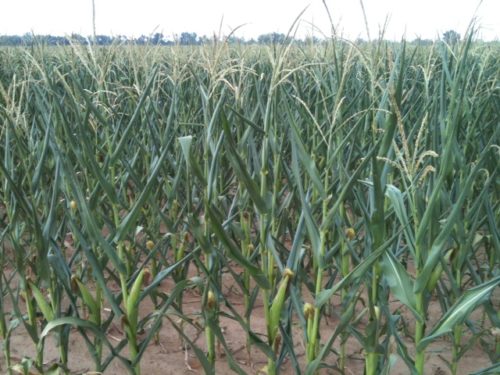 drought-stressed corn