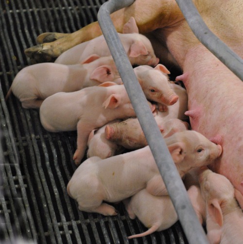 smart choice sow 80 piglets