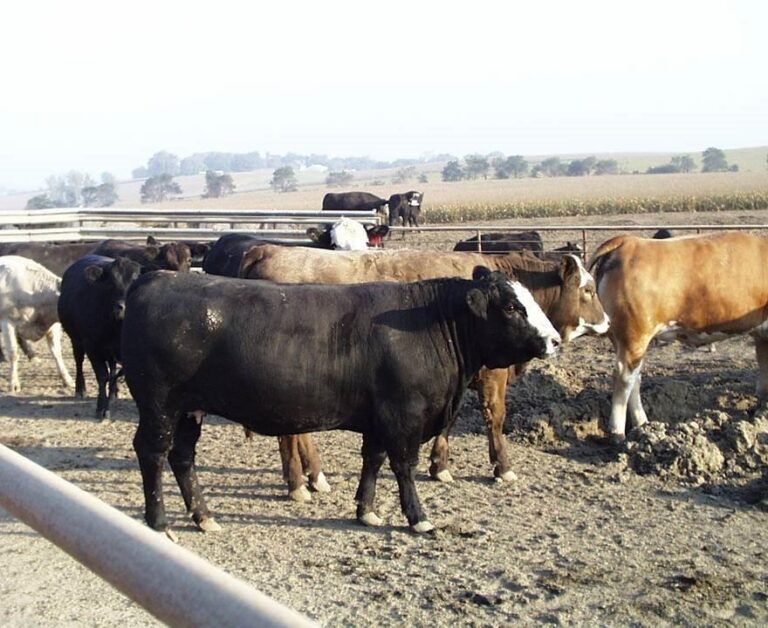 Cattle Feeding Projections for August 2023 FormAFeed