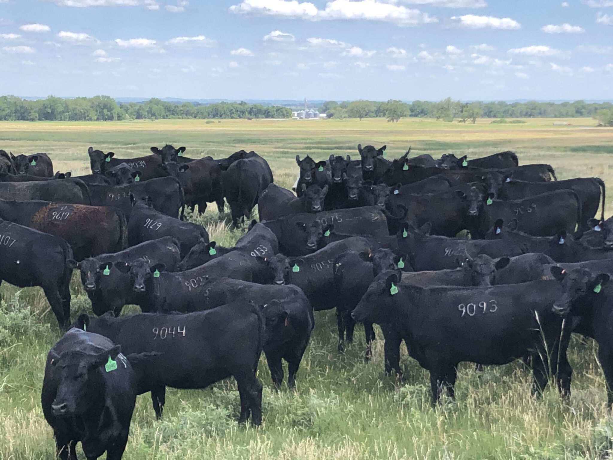 Cattle Feeding Projections for October 2024 FormAFeed