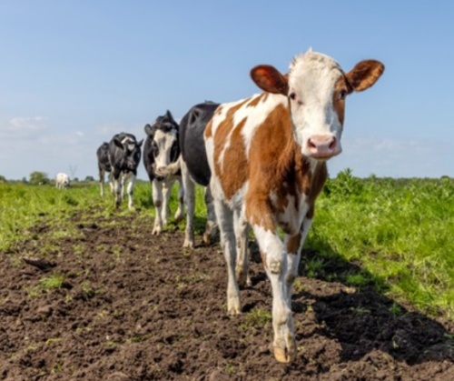 calf stress